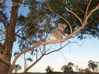 Small koala at dusk