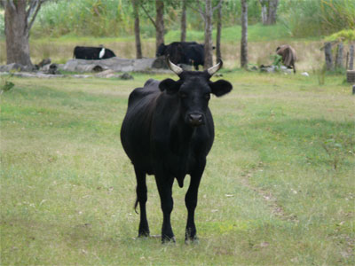 Black steer