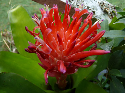Bromeliad