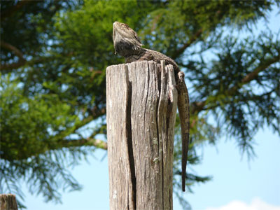 Hangin' in the sun