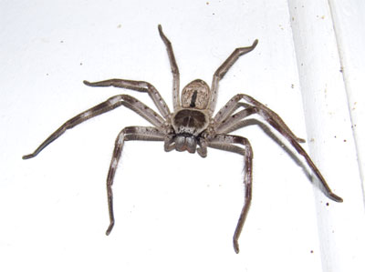 Huntsman