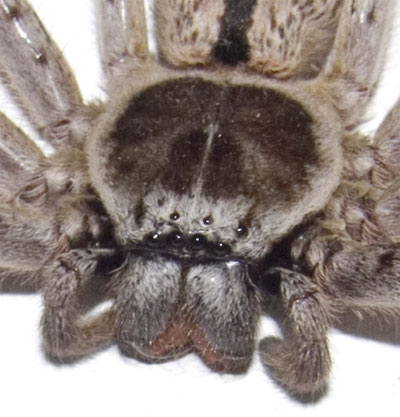 Huntsman up close