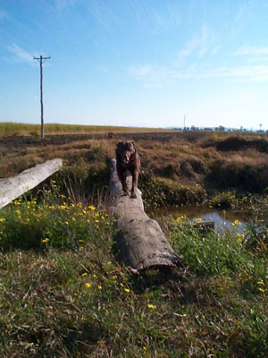 Lil' Dig crosses a drain