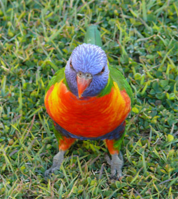 Rainbow lorikeet